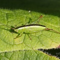 Long-winged Conehead female (Conocephalus discolor) nymph, Alan Prowse